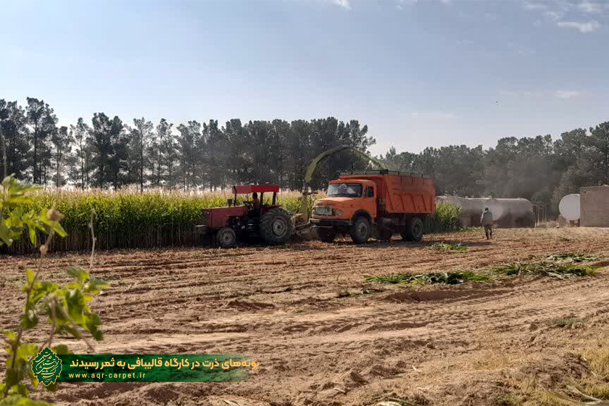 بوته‌های ذرت در کارگاه قالیبافی به ثمر رسیدند